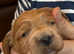 Beautiful Cockerpoo puppies for sale