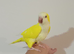 Semi tame yellow quaker