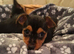 Jack Russell cross puppies