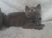 Gorgeous British Shorthair Blue Male Kitten