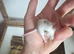 3 young mice