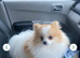 Pomeranian boy