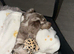 PRICE DROP!! 9m old Kc reg mini dapple female dachshund