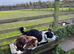 Collie pups