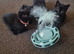 Beautiful little kittens British Short Hair 2 boys 2 girls