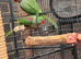 Pair of Alexandra parrot