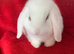 Beautiful Pure Bred Mini Lop Rabbit