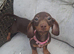 dachshund puppies, boys and girls available