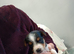 Jack Russel cross