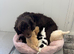 F1 cockerpoo puppies