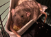 2 male dumbo rats