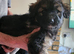 Shepard pups cross