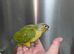 Hand Reared Silly Tame Green Cheek Conures