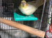 Female cockatiel around 6 years old