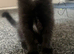 Beautiful kittens