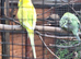 Breeding pair