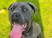 2 year old male needs new home