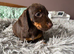 4 female dachshunds