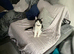 Not allowed pets in new place