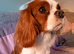 Beautiful Cavalier King Charles