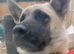 American akita male