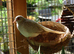 Diamond Doves for sale. Various colours / ages