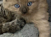 Beautiful cream & grey kitten