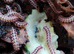 Antheromorpha uncinata pink flatback millipedes juveniles Captive bred