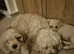 Boy Cavachon for sale