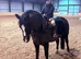 Pretty welch sec c mare