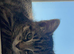 Name baby , Female kitten