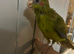Hand Reared Kakarikis