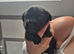 Pekingese x mini dachshund