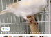 Java finches