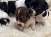 Jack Russel pups