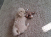 Maltese puppy's