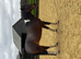 Standardbred 9 yr old &lsquo;bowers ragnor&rsquo; for sale