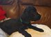 Bedlington whippet x cocker spaniel