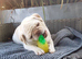 Pug girl looking for the right home