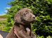 KC reg chocolate Labrador retrievers FTCH lines