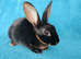 Baby mini rex for sale