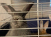 Three male mini Rex&rsquo;s