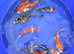 Premium quality koi 6&rdquo;-7&rdquo;