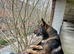 GSD working line for stud