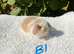 Pure bred mini lops .