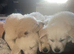 2 Goldie puppies left!