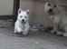 Lovely West Highland Terrier Puppy Girls