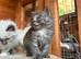 Ragdoll kittens