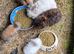 Mixed breed lionheads babies