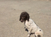 Wendy.Beautiful Poodle Searching For Soulmate